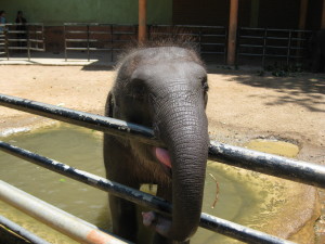 Baby Elefant